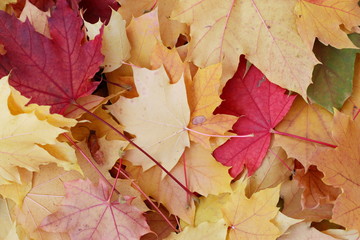 Naklejka na ściany i meble Fall Foliage closeup