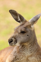 Kangaroo