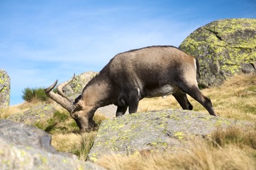 big goat grazing
