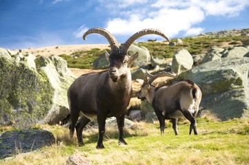 couple of adult goas