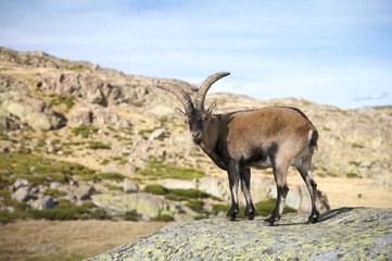 goat on rock