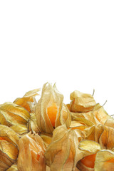 Physalis