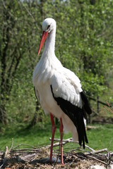 Storch im Nest