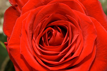 Bud of red rose