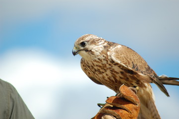Falco