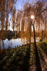 Obraz premium Kleiner See und Bäume im Herbst