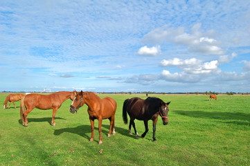 Fototapeta premium Chevaux