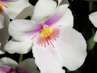 Horquídea blanca