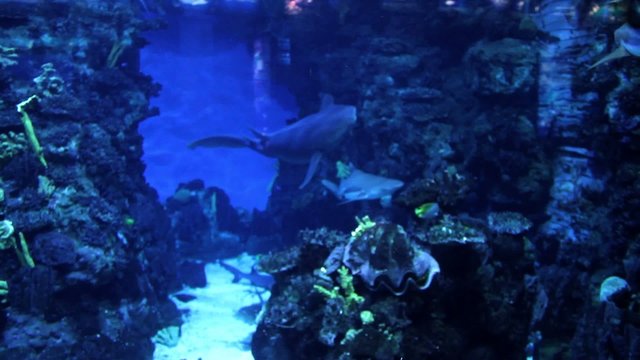 tiburones