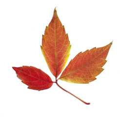 leaf autumn fall seasonal nature