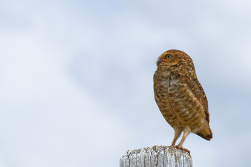 Burrowing Owl