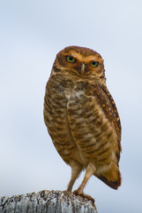 Burrowing Owl