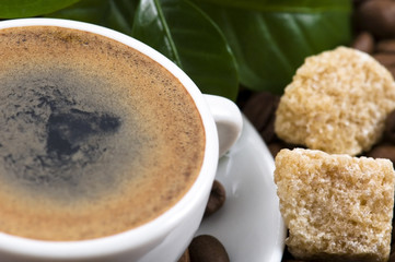 fresh coffee with coffee branch