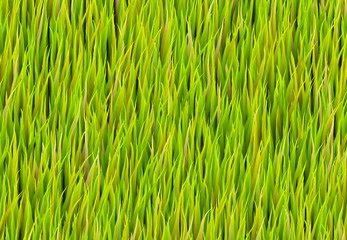 Green Grass Patch Background