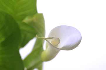 white flower with green leaves