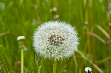 Dandelion close-up shot