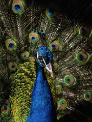 Peacock birds. Male.