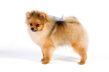 puppy