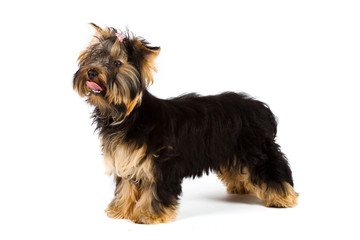 yorkie isolated