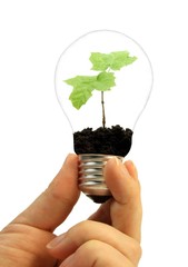 Lightbulb with plant growing inside