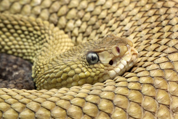 Basilisken-Klapperschalnge (Crotalus Basiliscus)