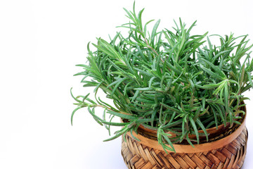 rosemary