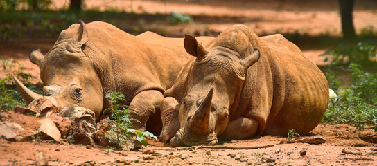 resting rhinos