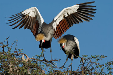 Crowned cranes (Balearica regulorum), southern Africa