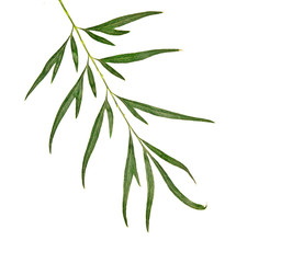 Twig isolated on white background