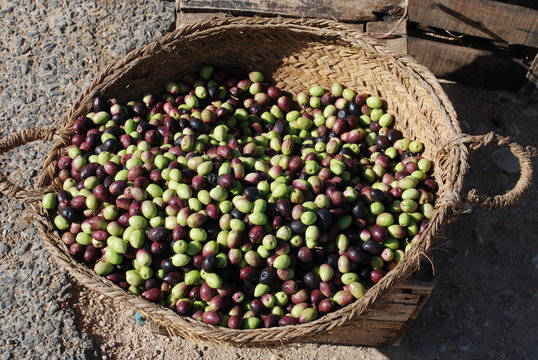 Aceitunas reci&eacute;n cogidas