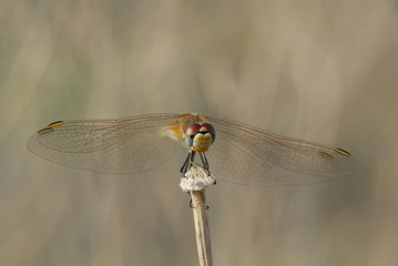 Libellula