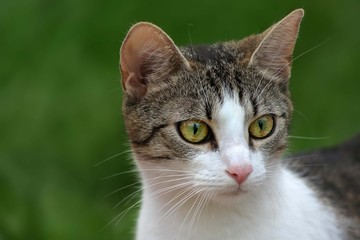 Portrait Katze weiß getigert