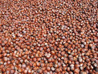 Enormous pile of Turkish hazelnut kernels in a sunny day