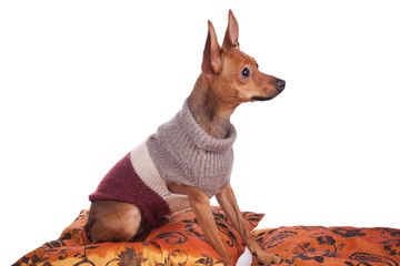 pincher sitting on pillow