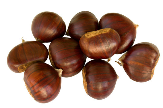 chestnut, chinquapin