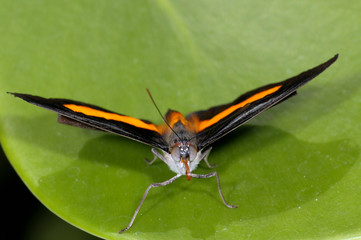 grecian shoemaker,  catonephele numilia