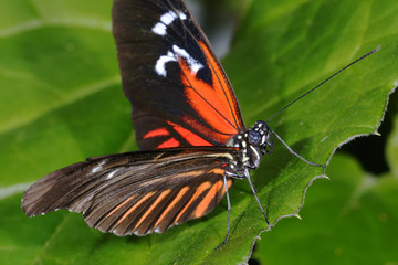piano key, heliconius melpomene