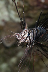 Plakat clearfin lionfish