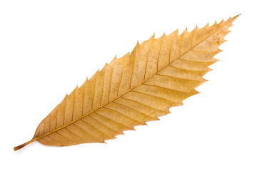 folha de castanheiro