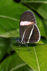 red postman, heliconius erato