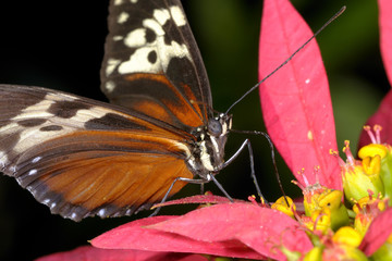 hecales longwing,  heliconius hecale