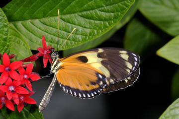 hecales longwing,  heliconius hecale