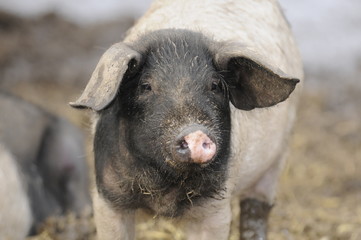 Fototapeta premium Ferkel (Schwäbisch-Hällisches-Schwein)