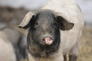 Ferkel (Schwäbisch-Hällisches-Schwein)