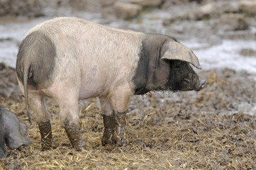 Ferkel (Schwäbisch-Hällisches-Schwein)