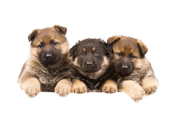 Three German sheepdogs puppys isolated on white background