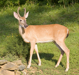 Whitetail buck