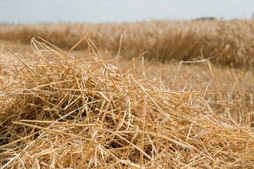 Fototapeta na wymiar field after harvesting