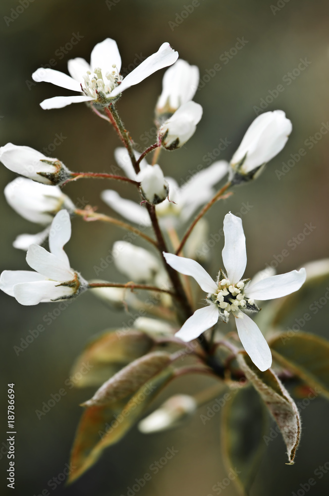 Wall mural gentle white spring flowers