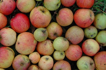 Streuobstwiese, Apfel